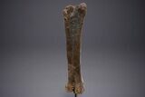 Fossil Hadrosaur Femur With Metal Stand - Montana #352273-1